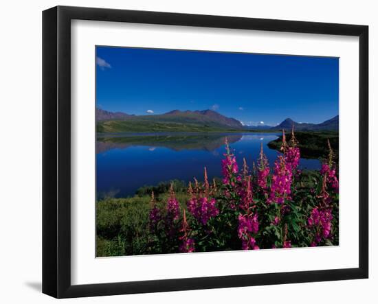 Common Fireweed in the Alaska Range, Alaska, USA-Dee Ann Pederson-Framed Premium Photographic Print