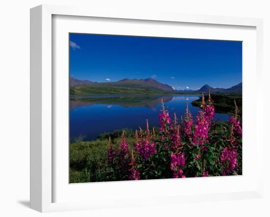 Common Fireweed in the Alaska Range, Alaska, USA-Dee Ann Pederson-Framed Premium Photographic Print