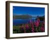 Common Fireweed in the Alaska Range, Alaska, USA-Dee Ann Pederson-Framed Photographic Print