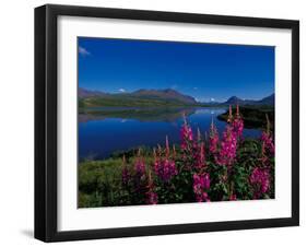 Common Fireweed in the Alaska Range, Alaska, USA-Dee Ann Pederson-Framed Photographic Print