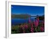 Common Fireweed in the Alaska Range, Alaska, USA-Dee Ann Pederson-Framed Photographic Print