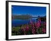 Common Fireweed in the Alaska Range, Alaska, USA-Dee Ann Pederson-Framed Photographic Print