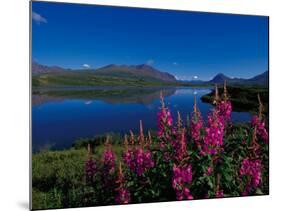 Common Fireweed in the Alaska Range, Alaska, USA-Dee Ann Pederson-Mounted Photographic Print