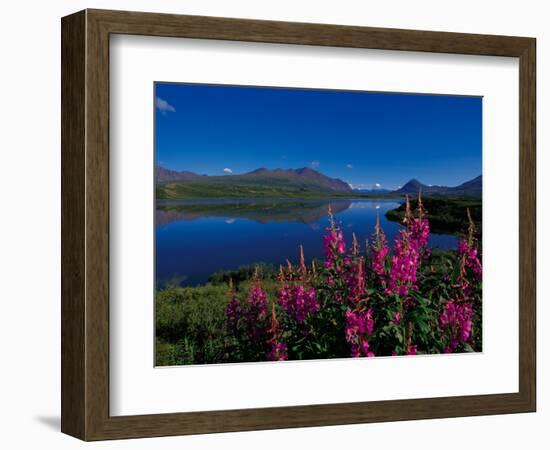 Common Fireweed in the Alaska Range, Alaska, USA-Dee Ann Pederson-Framed Photographic Print