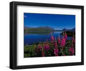 Common Fireweed in the Alaska Range, Alaska, USA-Dee Ann Pederson-Framed Photographic Print