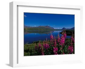 Common Fireweed in the Alaska Range, Alaska, USA-Dee Ann Pederson-Framed Photographic Print