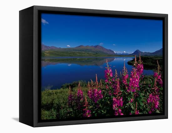 Common Fireweed in the Alaska Range, Alaska, USA-Dee Ann Pederson-Framed Stretched Canvas