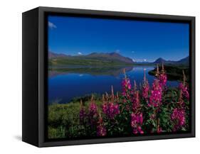 Common Fireweed in the Alaska Range, Alaska, USA-Dee Ann Pederson-Framed Stretched Canvas