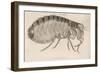 Common Flea-null-Framed Art Print