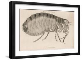 Common Flea-null-Framed Art Print