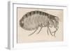 Common Flea-null-Framed Art Print