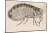 Common Flea-null-Mounted Art Print