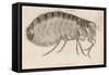 Common Flea-null-Framed Stretched Canvas