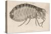 Common Flea-null-Stretched Canvas