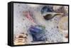 Common Florida Sea Shells under Surge of Seawater and Sea Foam at Beach, Tarpon Springs-Lynn M^ Stone-Framed Stretched Canvas