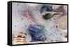 Common Florida Sea Shells under Surge of Seawater and Sea Foam at Beach, Tarpon Springs-Lynn M^ Stone-Framed Stretched Canvas