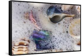 Common Florida Sea Shells under Surge of Seawater and Sea Foam at Beach, Tarpon Springs-Lynn M^ Stone-Framed Stretched Canvas