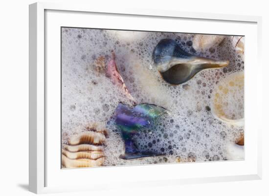 Common Florida Sea Shells under Surge of Seawater and Sea Foam at Beach, Tarpon Springs-Lynn M^ Stone-Framed Photographic Print