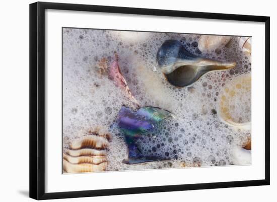 Common Florida Sea Shells under Surge of Seawater and Sea Foam at Beach, Tarpon Springs-Lynn M^ Stone-Framed Photographic Print