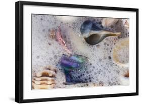 Common Florida Sea Shells under Surge of Seawater and Sea Foam at Beach, Tarpon Springs-Lynn M^ Stone-Framed Photographic Print