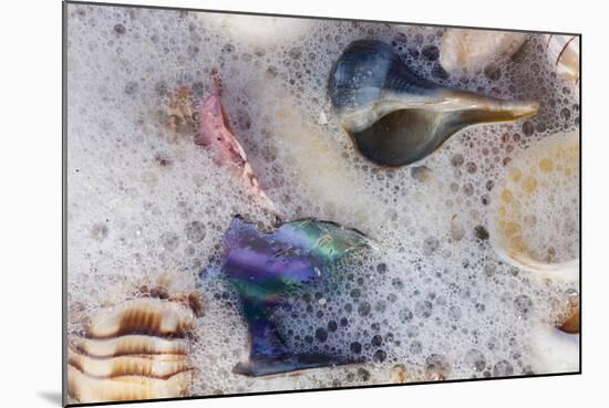 Common Florida Sea Shells under Surge of Seawater and Sea Foam at Beach, Tarpon Springs-Lynn M^ Stone-Mounted Photographic Print