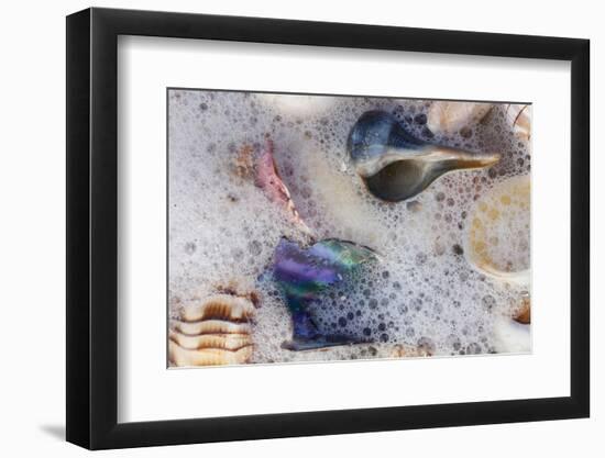 Common Florida Sea Shells under Surge of Seawater and Sea Foam at Beach, Tarpon Springs-Lynn M^ Stone-Framed Photographic Print