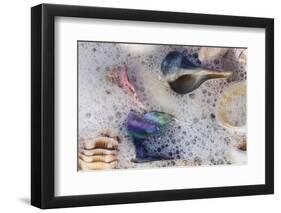 Common Florida Sea Shells under Surge of Seawater and Sea Foam at Beach, Tarpon Springs-Lynn M^ Stone-Framed Photographic Print