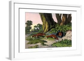 Common Fox, 1860-null-Framed Giclee Print