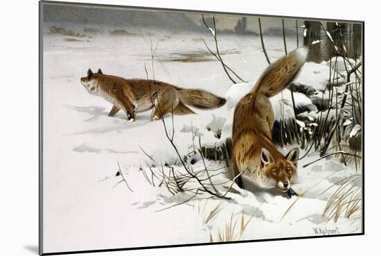 Common Fox-null-Mounted Giclee Print