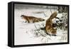 Common Fox-null-Framed Stretched Canvas
