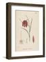 Common Fritillary-John Edward Sowerby-Framed Photographic Print