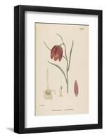 Common Fritillary-John Edward Sowerby-Framed Photographic Print