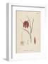 Common Fritillary-John Edward Sowerby-Framed Photographic Print