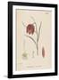 Common Fritillary-John Edward Sowerby-Framed Photographic Print