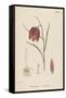 Common Fritillary-John Edward Sowerby-Framed Stretched Canvas