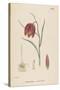 Common Fritillary-John Edward Sowerby-Stretched Canvas