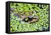 Common Frog Adult in Garden Pond with Duckweed-null-Framed Stretched Canvas