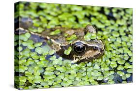 Common Frog Adult in Garden Pond with Duckweed-null-Stretched Canvas