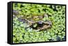 Common Frog Adult in Garden Pond with Duckweed-null-Framed Stretched Canvas