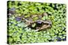 Common Frog Adult in Garden Pond with Duckweed-null-Stretched Canvas