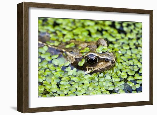 Common Frog Adult in Garden Pond with Duckweed-null-Framed Photographic Print