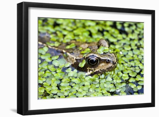 Common Frog Adult in Garden Pond with Duckweed-null-Framed Photographic Print