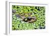 Common Frog Adult in Garden Pond with Duckweed-null-Framed Photographic Print