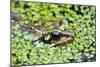 Common Frog Adult in Garden Pond with Duckweed-null-Mounted Photographic Print