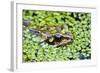 Common Frog Adult in Garden Pond with Duckweed-null-Framed Photographic Print