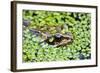 Common Frog Adult in Garden Pond with Duckweed-null-Framed Photographic Print