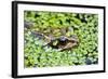 Common Frog Adult in Garden Pond with Duckweed-null-Framed Photographic Print