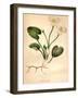 Common Frog-Bit-Hulton Archive-Framed Photographic Print