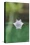 Common Frog in Water, Front View Close Up-null-Stretched Canvas