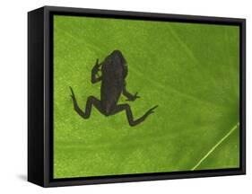 Common Frog Juvenile, Viewed Through Leaf, Belgium-Philippe Clement-Framed Stretched Canvas
